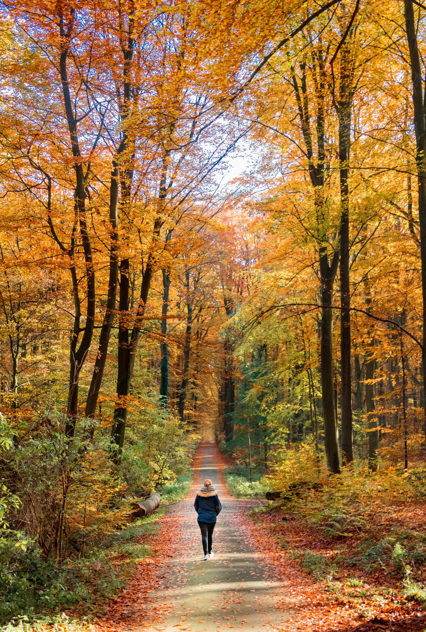 sebastien-goldberg-DznmTlyxyy4-unsplash sebastien-goldberg-DznmTlyxyy4-unsplash