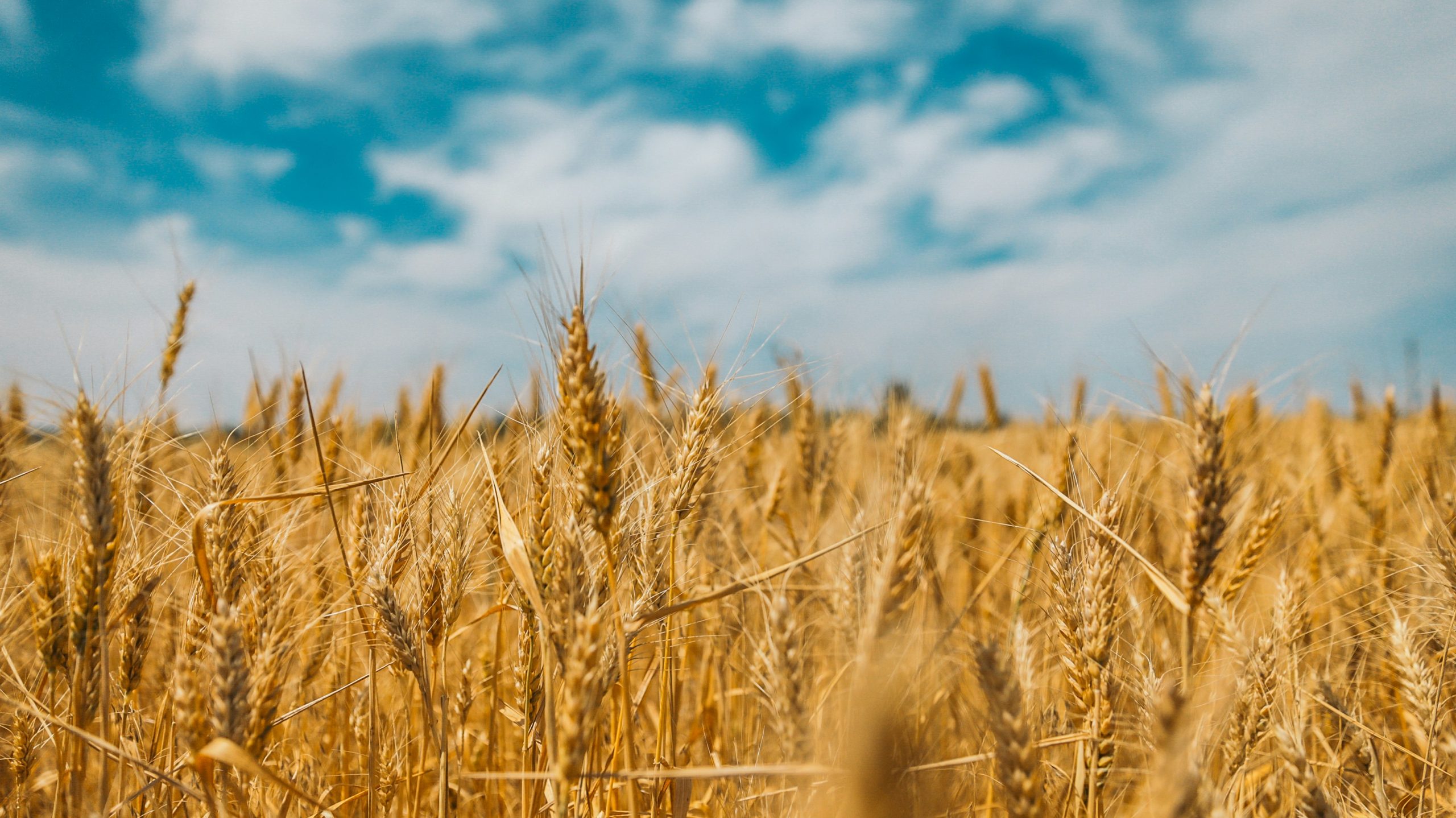 polina-rytova-1dGMs4hhcVA-unsplash (1) polina-rytova-1dGMs4hhcVA-unsplash (1)